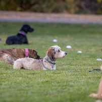 Maligator Kennels - Photo 5 - Car repair in , Provo