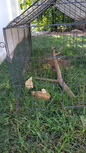 Home Improvement Store «Tractor Supply Co.», reviews and photos, 144 US-202, Ringoes, NJ 08551, USA