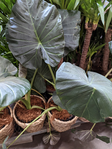 Home Improvement Store «The Home Depot», reviews and photos, 975 S De Anza Blvd, San Jose, CA 95129, USA