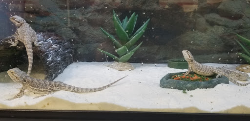 Pet Supply Store «Petco Animal Supplies», reviews and photos, 845 N Dobson Rd, Mesa, AZ 85201, USA