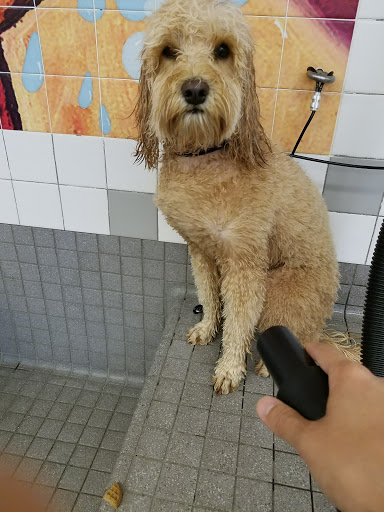 Pet Supply Store «Pet Food Express», reviews and photos, 1101 University Ave, Berkeley, CA 94702, USA