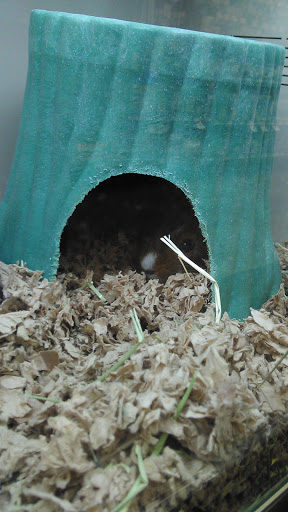 Pet Supply Store «Pet Supplies Plus», reviews and photos, 2801 Wade Hampton Blvd #100, Taylors, SC 29687, USA