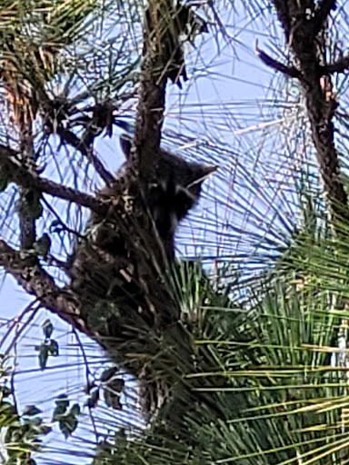 Nature Preserve «Triple Creek Nature Preserve», reviews and photos, 13112 Balm Boyette Rd, Riverview, FL 33579, USA