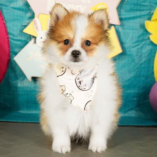 Pet Store «Pet Planet», reviews and photos, 11968 S Redwood Rd, Riverton, UT 84065, USA