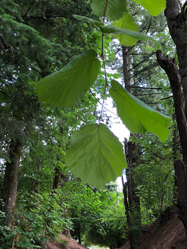 Park «Hillsdale City Park», reviews and photos, SW 27th Ave & Hillsdale Hwy, Portland, OR 97239, USA