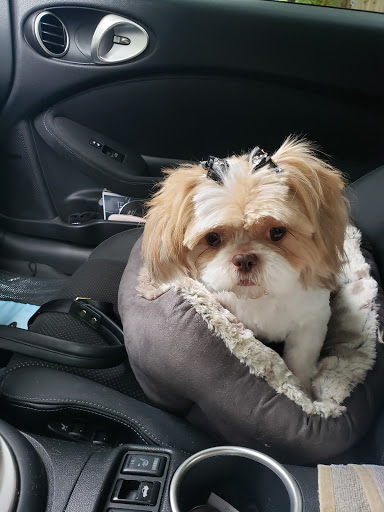 Pet Groomer «U Dirty Dog», reviews and photos, 232 Stevens Entry, Peachtree City, GA 30269, USA