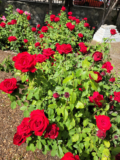 El Paso Municipal Rose Garden image 4