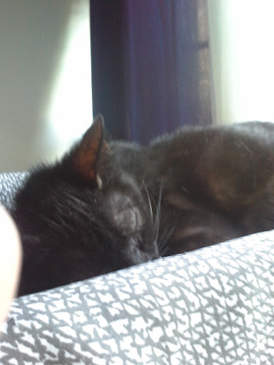 Waldron Churan Jean DVM image