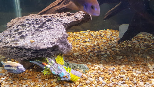 Aquarium «Sea Oddities», reviews and photos, 128 Broad St, Kingsport, TN 37660, USA