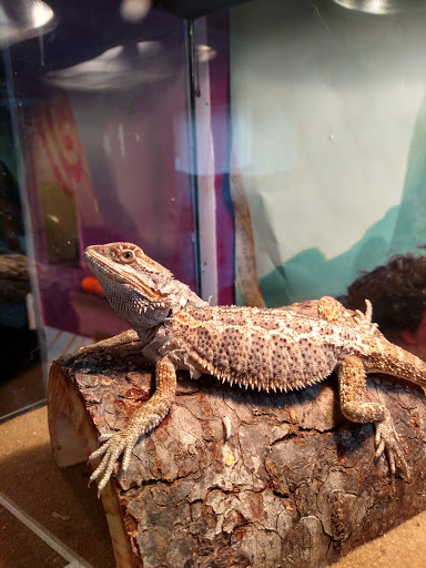 Pet Supply Store «Petco Animal Supplies», reviews and photos, 420 Harry L Dr #2, Johnson City, NY 13790, USA