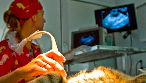 Wecan Las Afortunadas Centro Veterinario en Pajara (Fuerteventura)