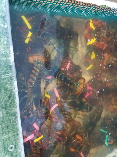 Seafood Market «Parsons Lobsters», reviews and photos, 64 Eagle Lake Rd, Bar Harbor, ME 04609, USA