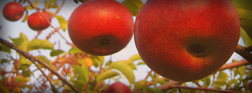 Applecrest Farm Orchards, 133 Exeter Rd, Hampton Falls, NH 03844, USA, 