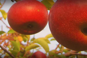 Applecrest Farm Orchards image