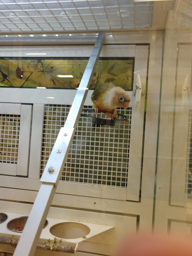 Pet Supply Store «PetSmart», reviews and photos, 2840 W Chandler Blvd, Chandler, AZ 85224, USA