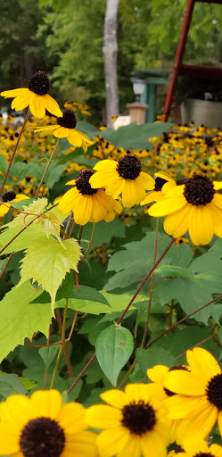 Coffee Store «Leelanau Coffee Roasting Company», reviews and photos, 6443 W Western Ave, Glen Arbor, MI 49636, USA