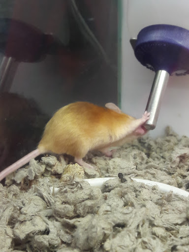 Pet Supply Store «Petco Animal Supplies», reviews and photos, 1970 S Robert St, West St Paul, MN 55118, USA