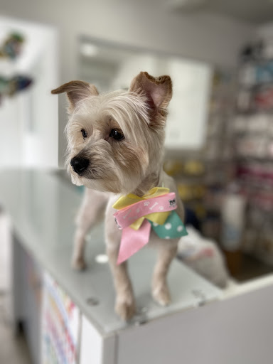 Paw Mobile Grooming and Store