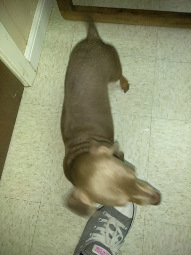 Animal Hospital «Animal Medical Corpus Christi», reviews and photos, 6822 Everhart Rd, Corpus Christi, TX 78413, USA