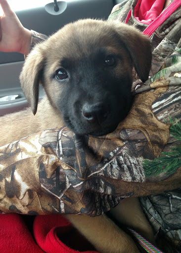 Pet Supply Store «One of the Family Pet Supply LLC», reviews and photos, 288 Lincoln Blvd, Middlesex, NJ 08846, USA