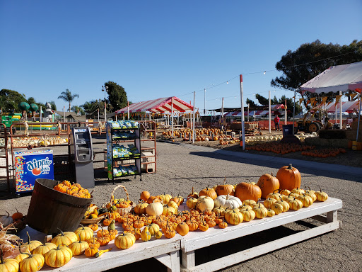 Pumpkin patch Ventura