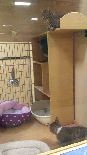 Pet Supply Store «PetSmart», reviews and photos, 466 S Watson Rd, Buckeye, AZ 85326, USA