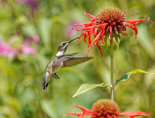 Park «Blue Heron Park Nature Center», reviews and photos, 222 Poillon Ave, Staten Island, NY 10312, USA