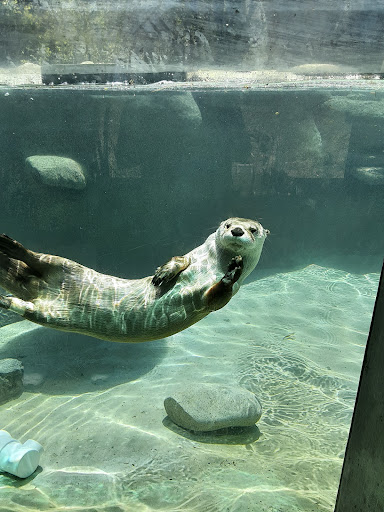 Museum «EcoTarium», reviews and photos, 222 Harrington Way, Worcester, MA 01604, USA