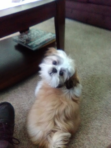 Pet Supply Store «PetSmart», reviews and photos, 2 Brick Plaza, Brick, NJ 08723, USA