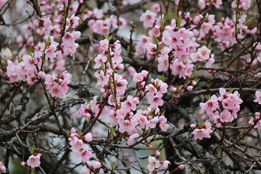 Park «Depot Park», reviews and photos, 120 South Rd, Bedford, MA 01730, USA