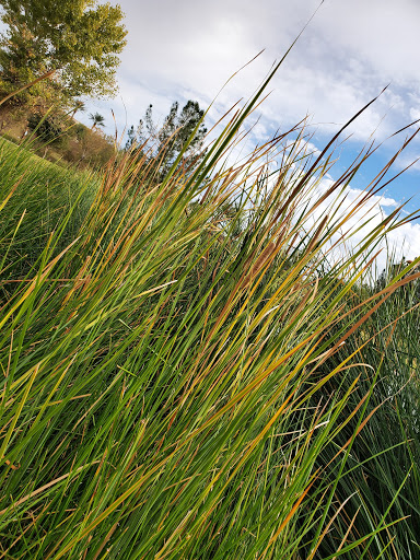 Park «Discovery Park», reviews and photos, 2214 E Pecos Rd, Gilbert, AZ 85297, USA