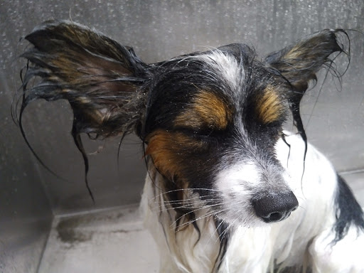 Pet Supply Store «Lemos Feed & Pet Supply», reviews and photos, 1320 Main St, Morro Bay, CA 93442, USA