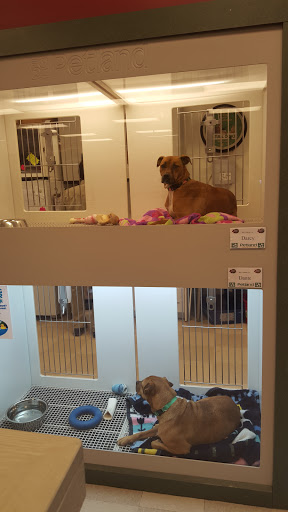 Pet Store «Petland Village of East Side», reviews and photos, 6401 Penn Ave, Pittsburgh, PA 15206, USA