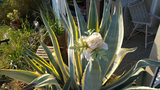 Supermarket «Lakeside Market & Gas», reviews and photos, 5250 Olive Hwy B, Oroville, CA 95966, USA