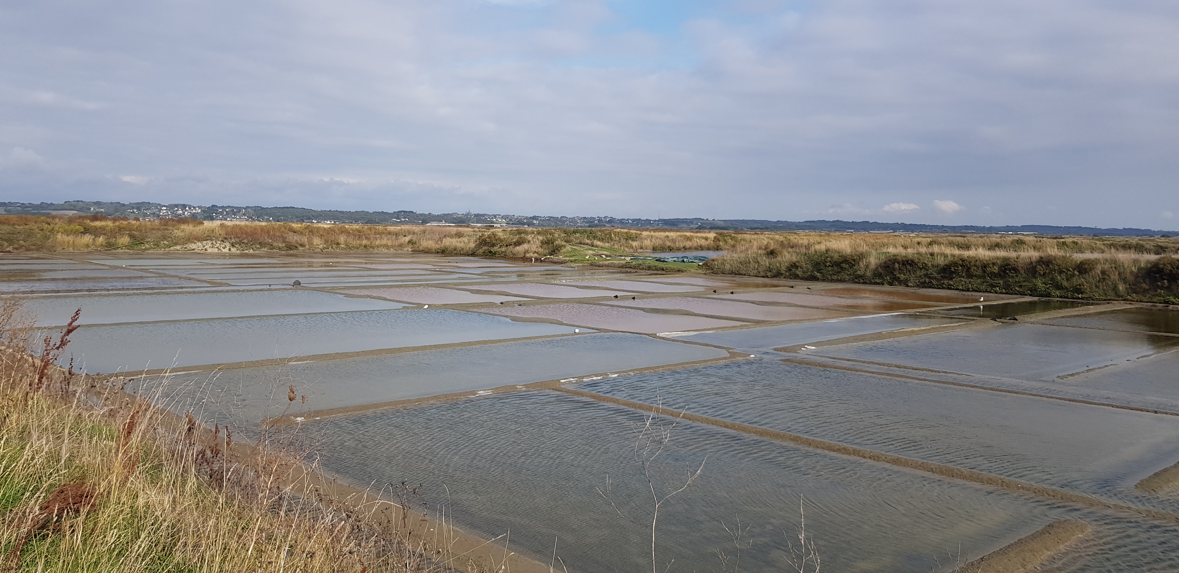 Photo n° 6 de l'avis de dragon. fait le 29/11/2019 à 13:16
