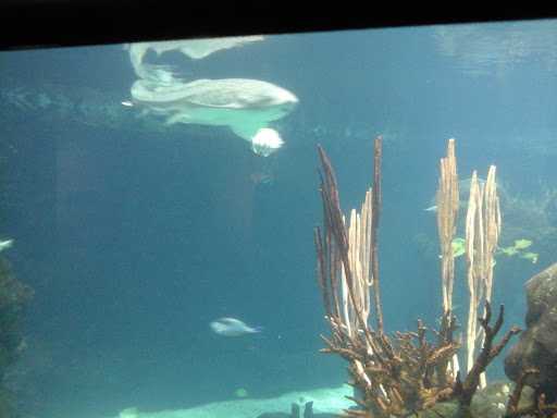 Gift Shop «Minnesota Zoo Gift Shop», reviews and photos, 13000 Zoo Blvd, Apple Valley, MN 55124, USA