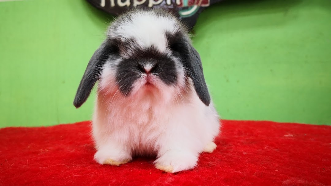 Happyhouse Rabbitry