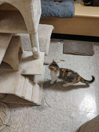 Pet Supply Store «PetSmart», reviews and photos, 30515 Av. de Las Flores, Rancho Santa Margarita, CA 92688, USA