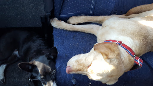 Pet Boarding Service «Provincetown Pet Resort, Supplies & Grooming», reviews and photos, 79 Shank Painter Rd, Provincetown, MA 02657, USA