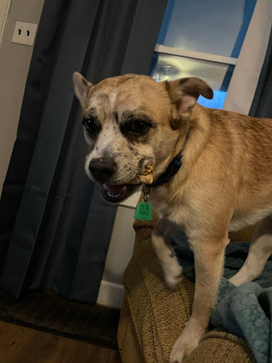 Animal Shelter «HELP the Animals, Inc», reviews and photos, 2101 W Main St, Richmond, IN 47374, USA