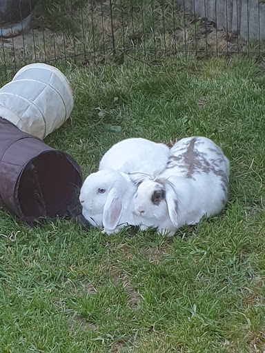 Kleintierpraxis Dr. med. vet. Sabine Keimer unter Bad Kreuznach, Rheinland-Pfalz