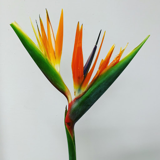 Florist «Bruce Flowers», reviews and photos, 454 Main Ave, Norwalk, CT 06851, USA