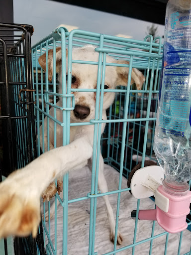 Pet Supply Store «Yummy Tummy Pet Supply», reviews and photos, 27149 185th Ave SE, Covington, WA 98042, USA