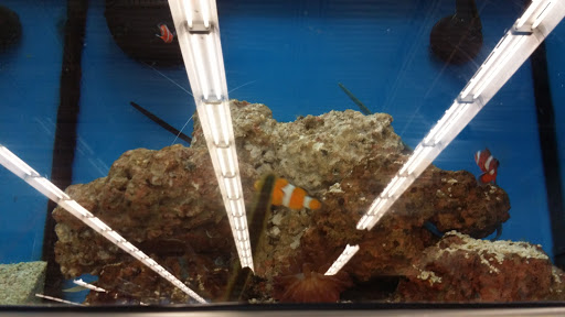 Pet Supply Store «Petco Animal Supplies», reviews and photos, 3165 Alpine Ave NW g, Walker, MI 49544, USA