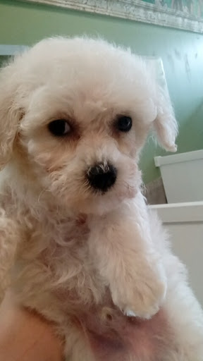 Pet Supply Store «Lil Rascals», reviews and photos, 10035 Gulf Center Dr #105, Fort Myers, FL 33913, USA