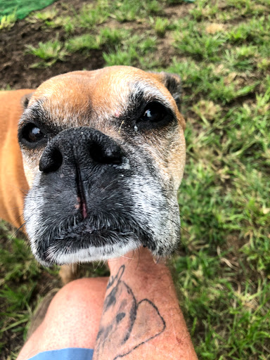 Pet Boarding Service «Howliday Inn Suites & Treats Pet Resort», reviews and photos, 1 Davis Ct, Hurricane, WV 25526, USA