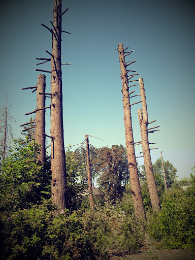 Park «Stringfield Family Park», reviews and photos, 3614 SE Naef Rd, Milwaukie, OR 97267, USA