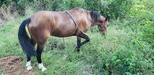 El Cortijo de Zac Beh