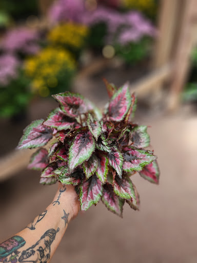 Florist «McShan Florist, Inc.», reviews and photos, 10311 Garland Rd, Dallas, TX 75218, USA