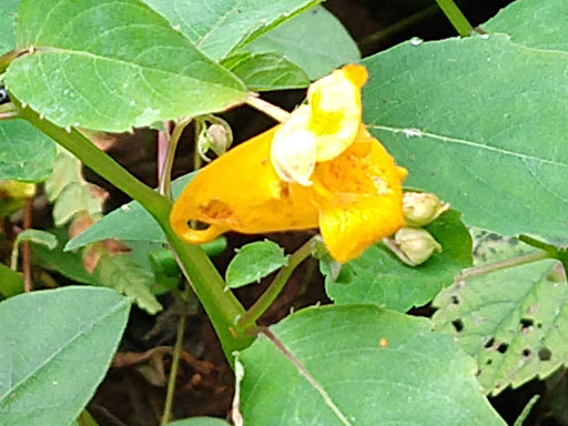 State Park «Parvin State Park», reviews and photos, 701 Almond Rd, Pittsgrove Township, NJ 08318, USA